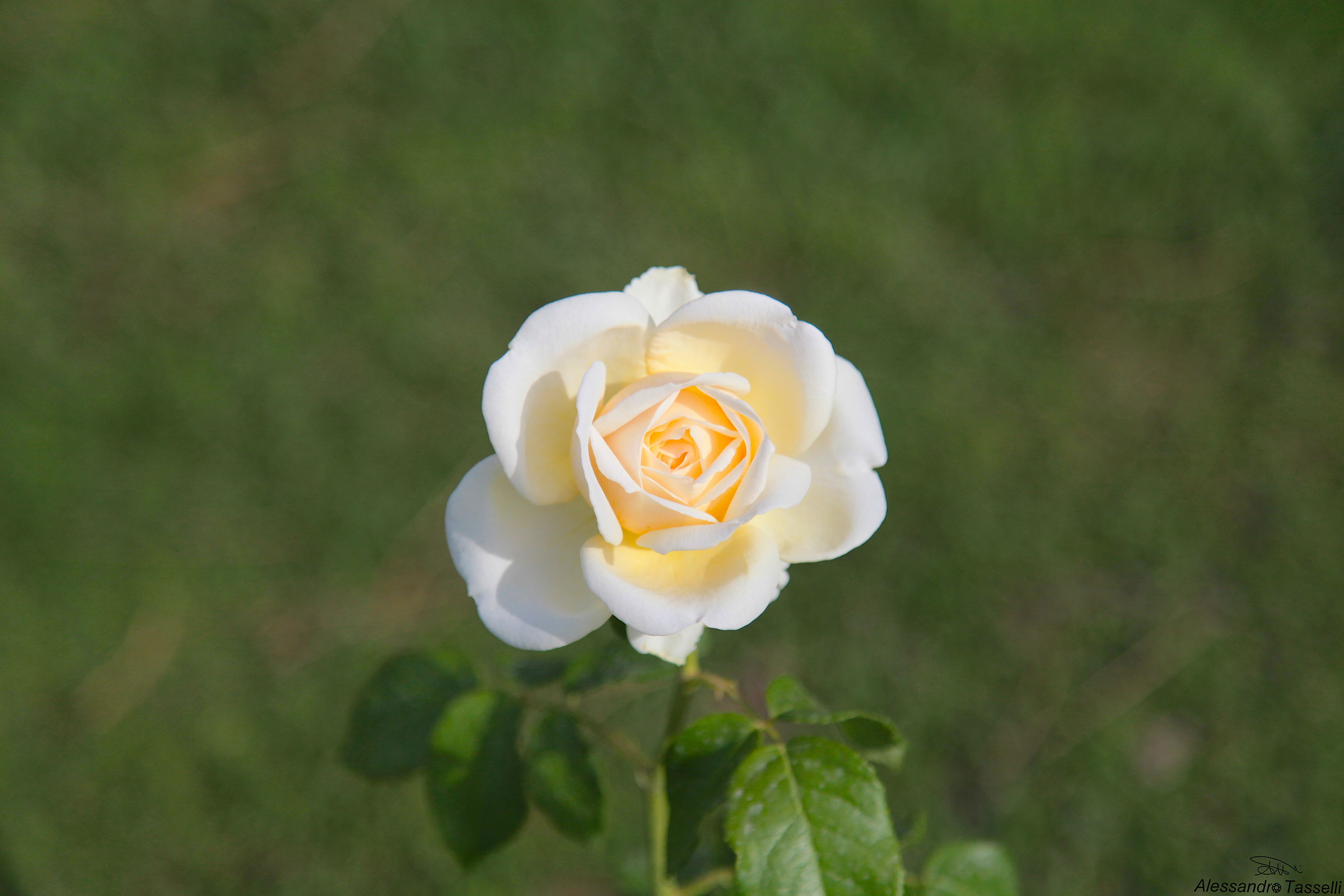 Rosa pulchra est... VII