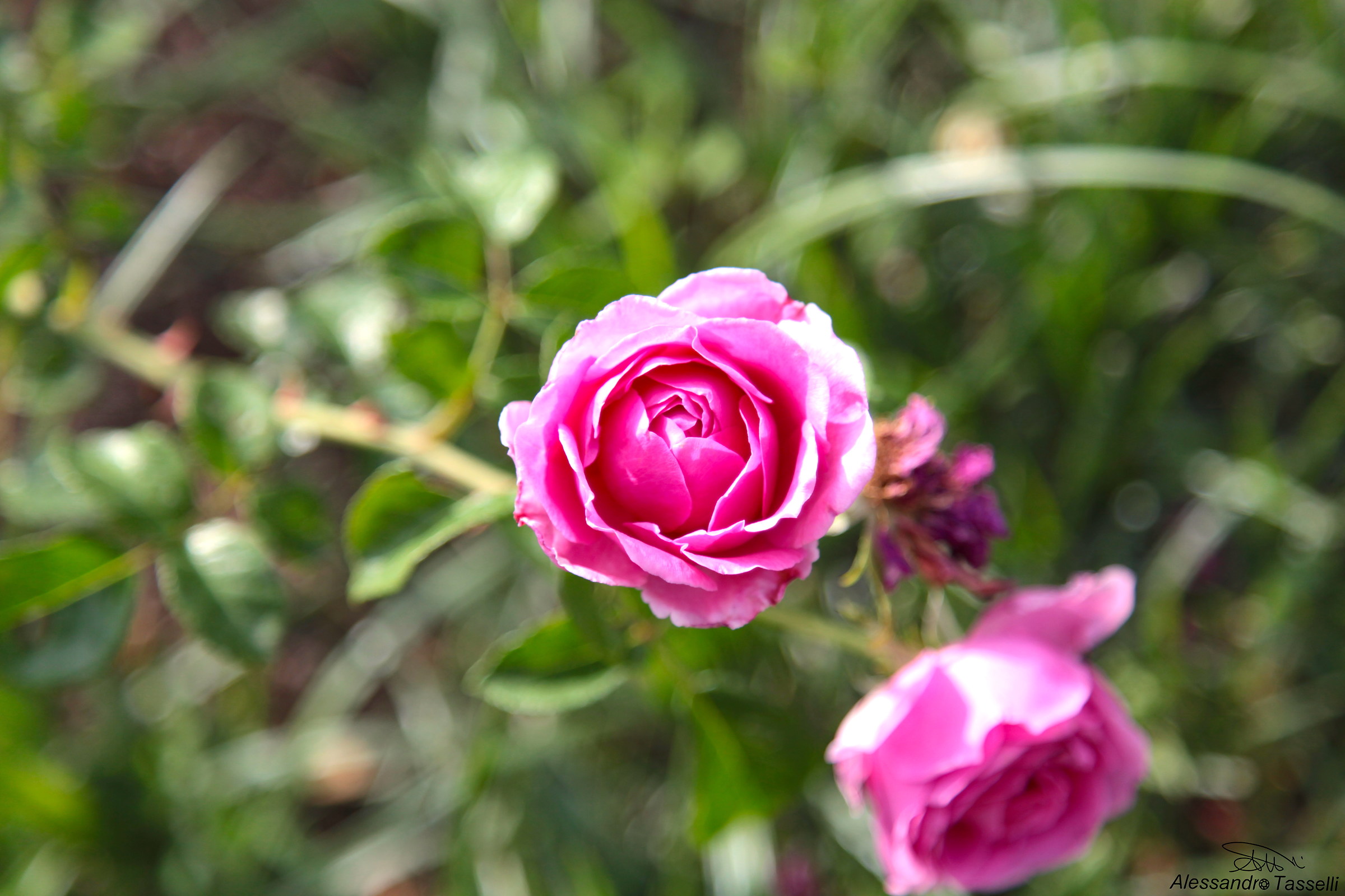 Rosa pulchra est... IX