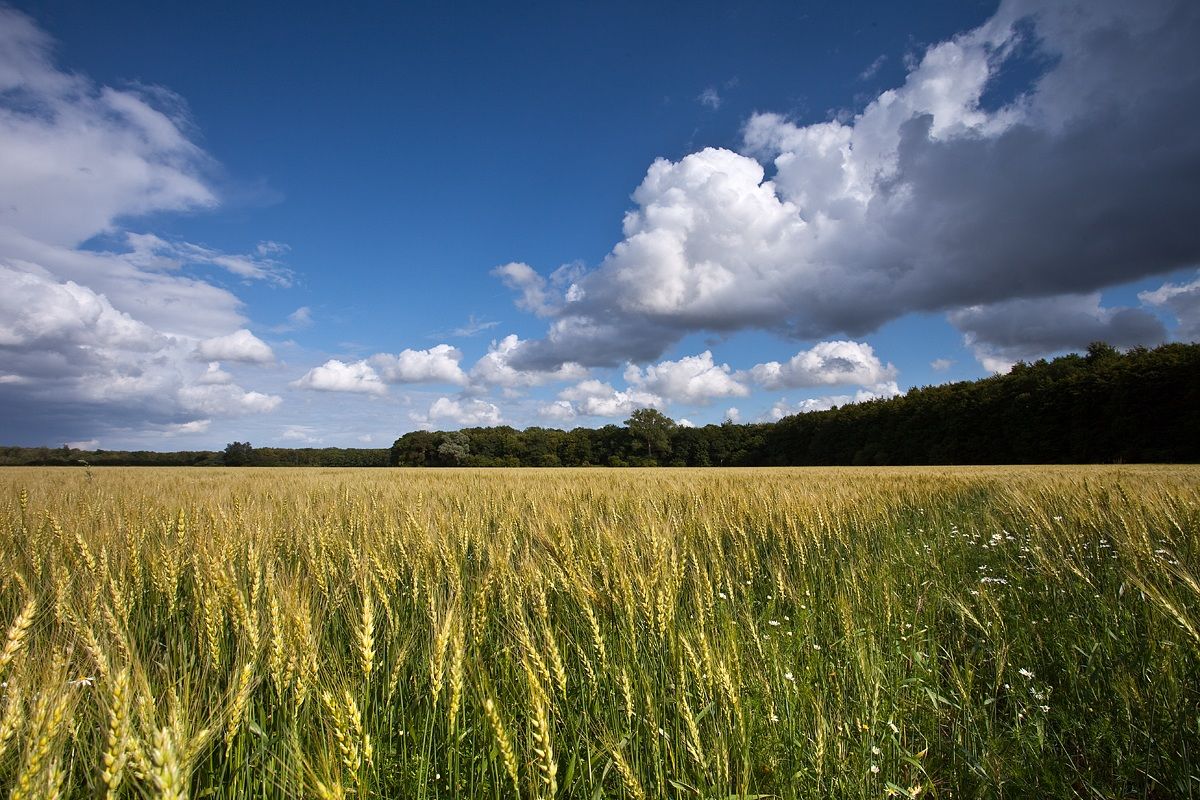 wheat field