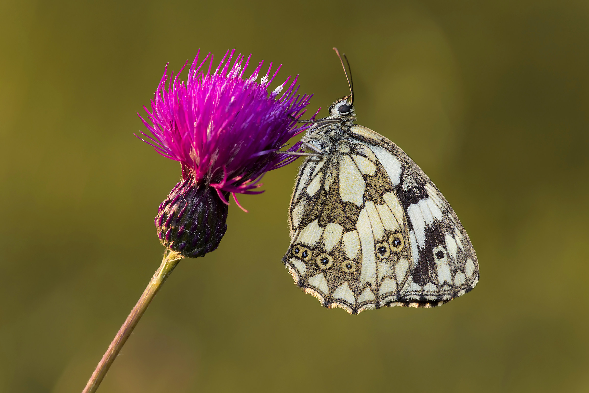 Melanargia galathea