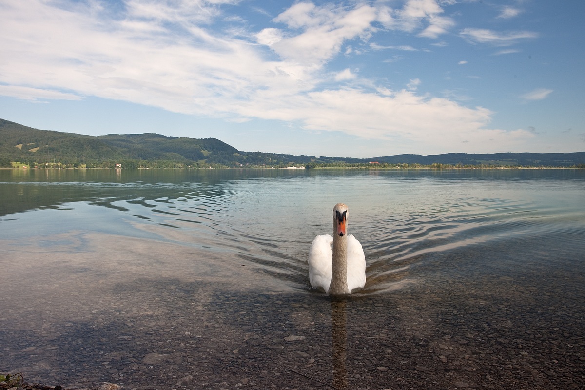 swan in Kochel see
