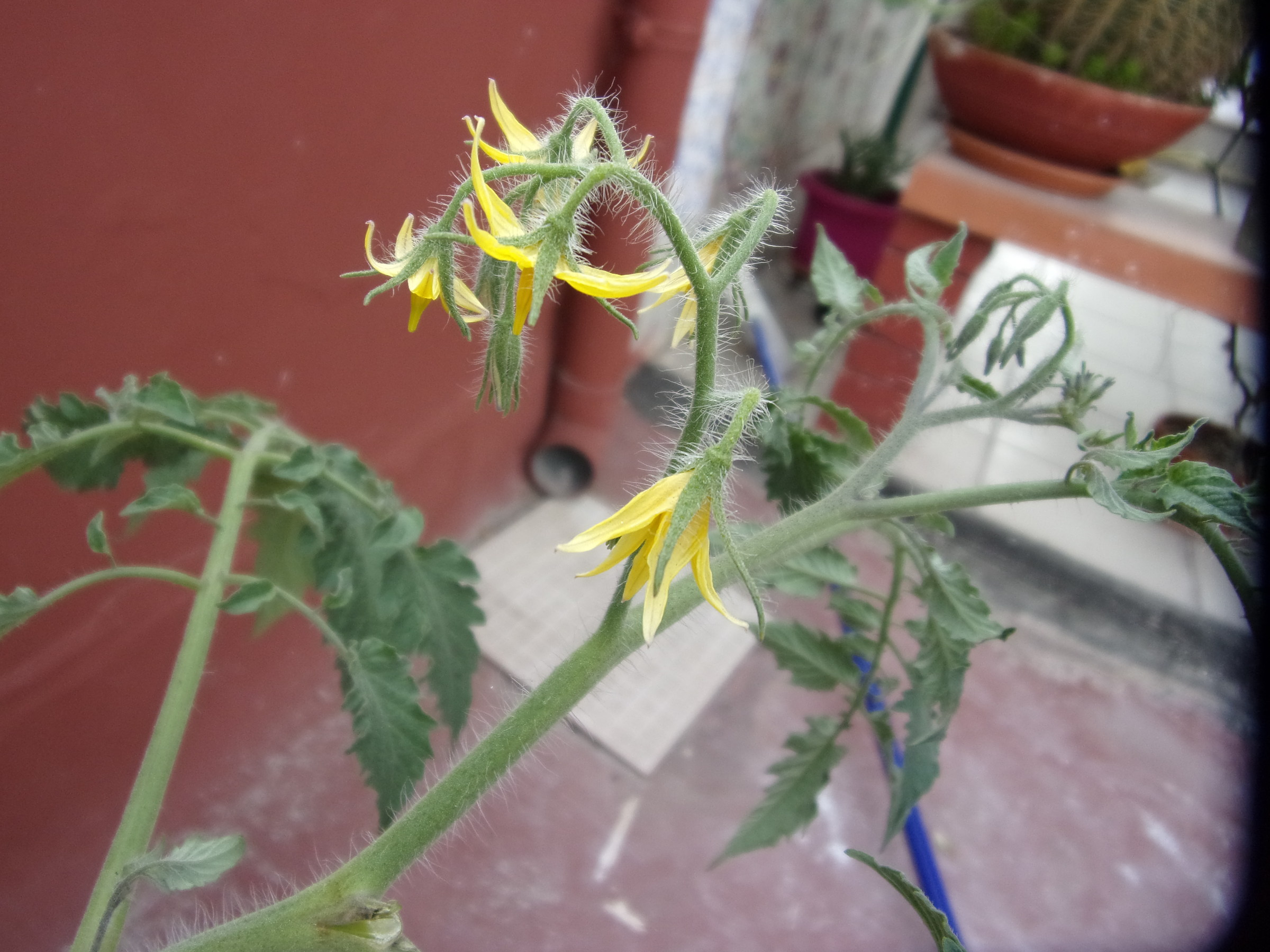 Tomato flowers