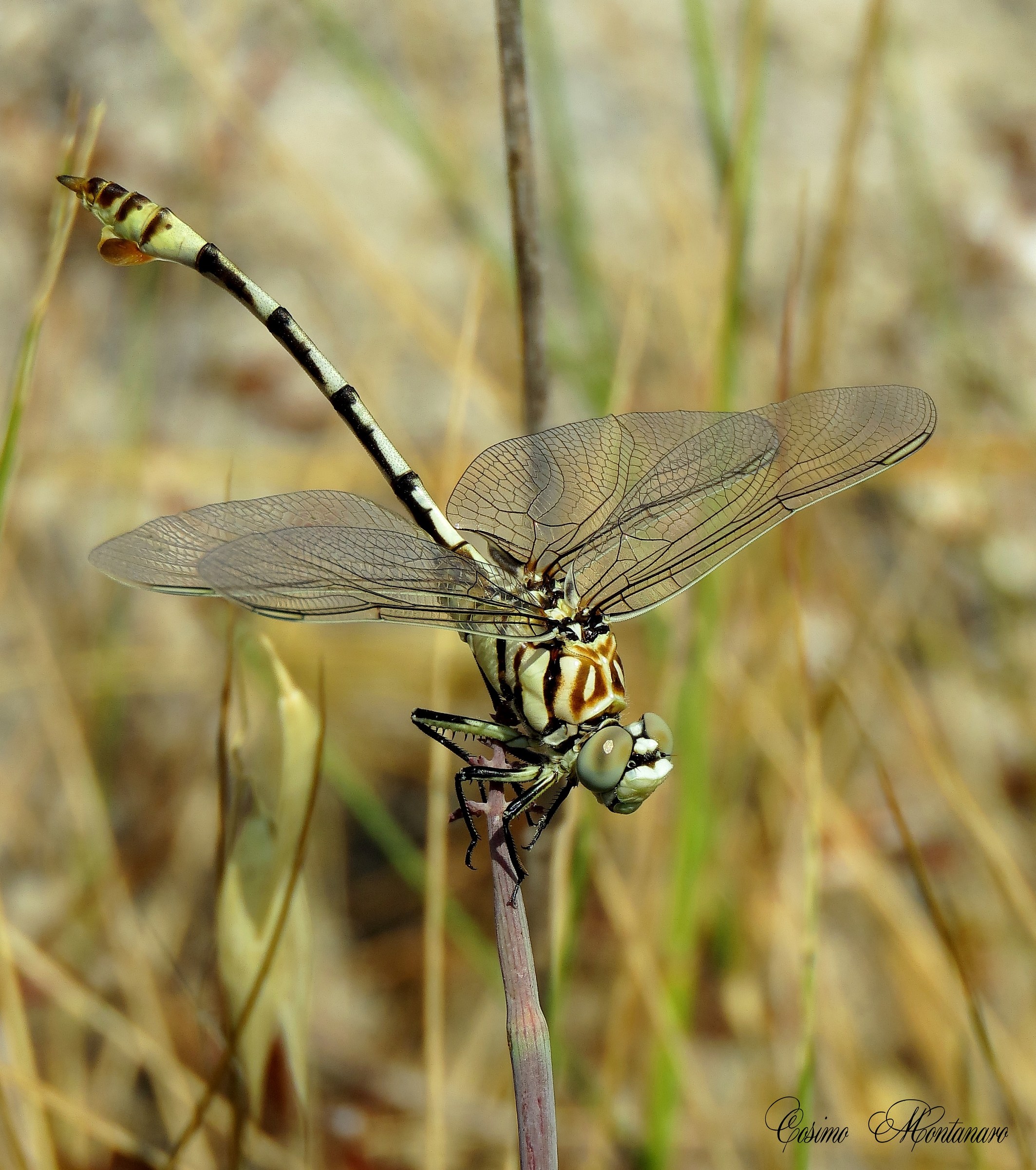 Lindenia tetraphylla