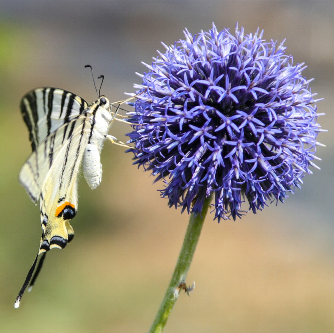 Farfalla coda di rondine
