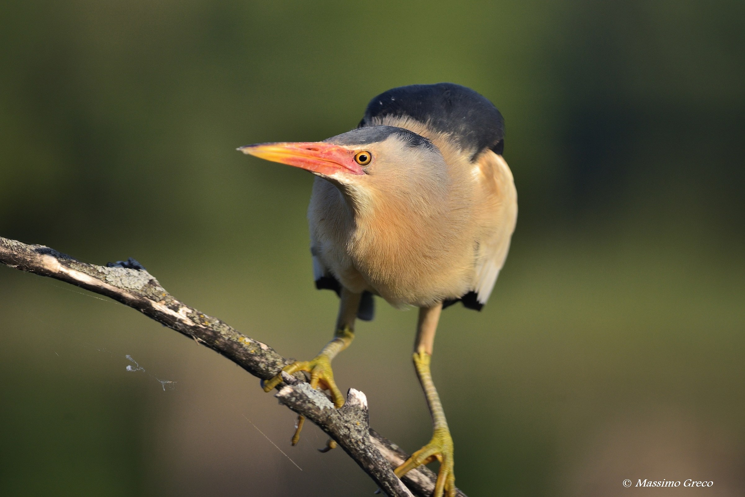 A me gli occhi - Tarabusino (Ixobrychus minutus)