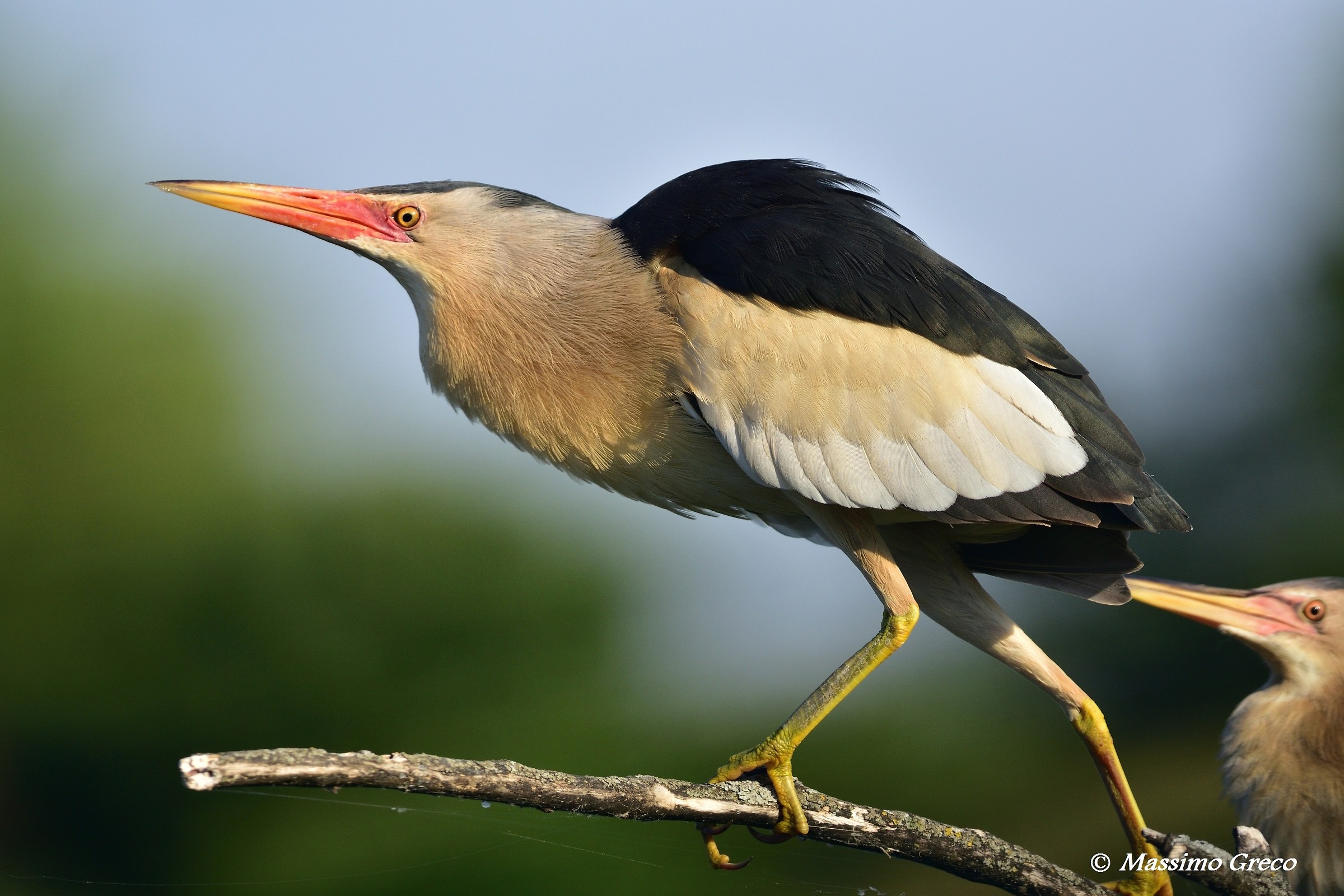 Tarabusino (Ixobrychus minutus)