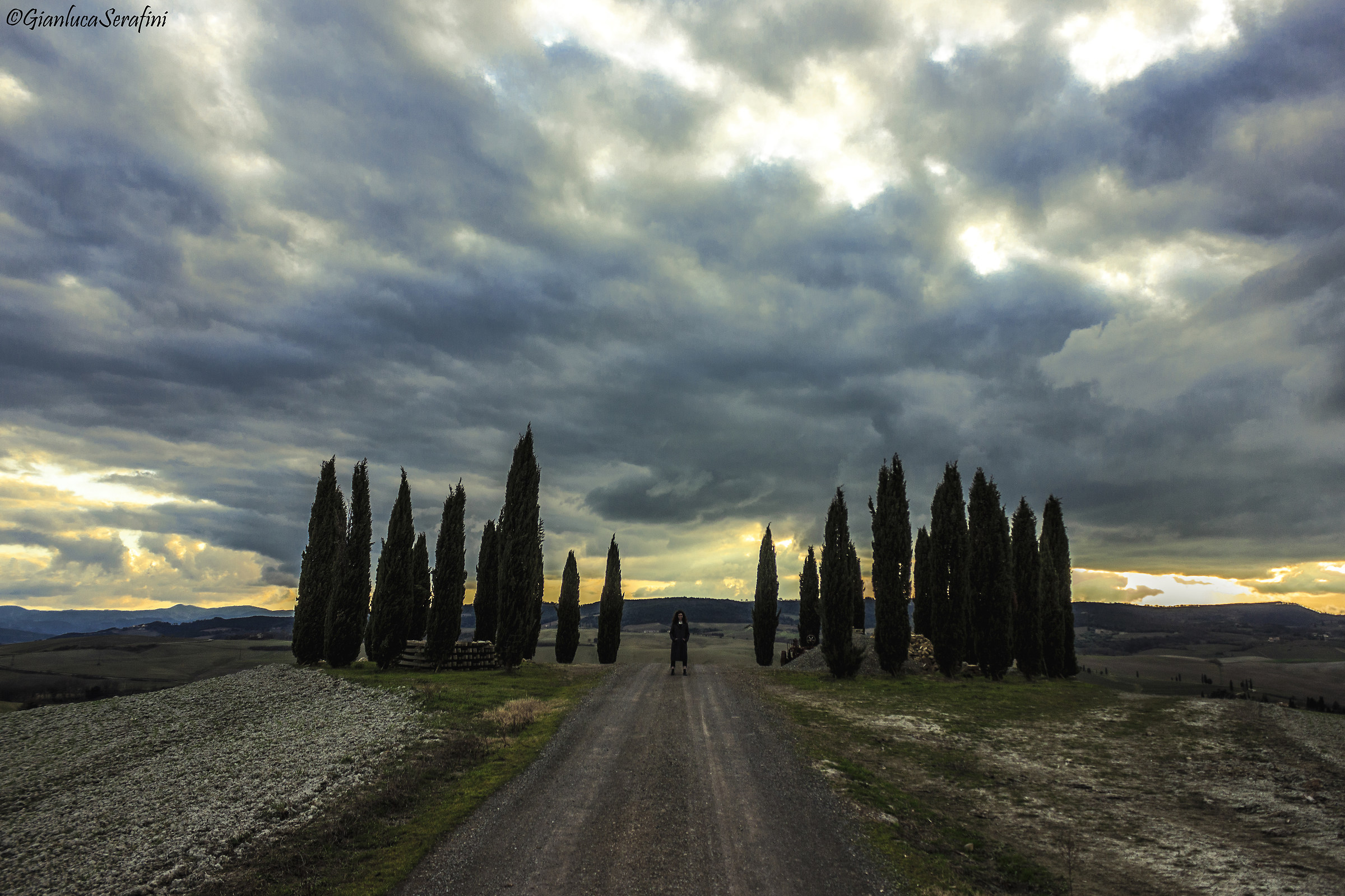 Cypresses