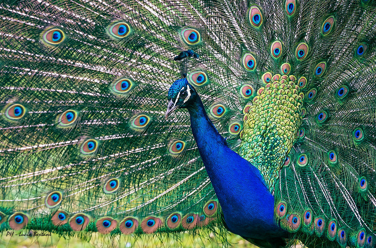 Peacock (male)