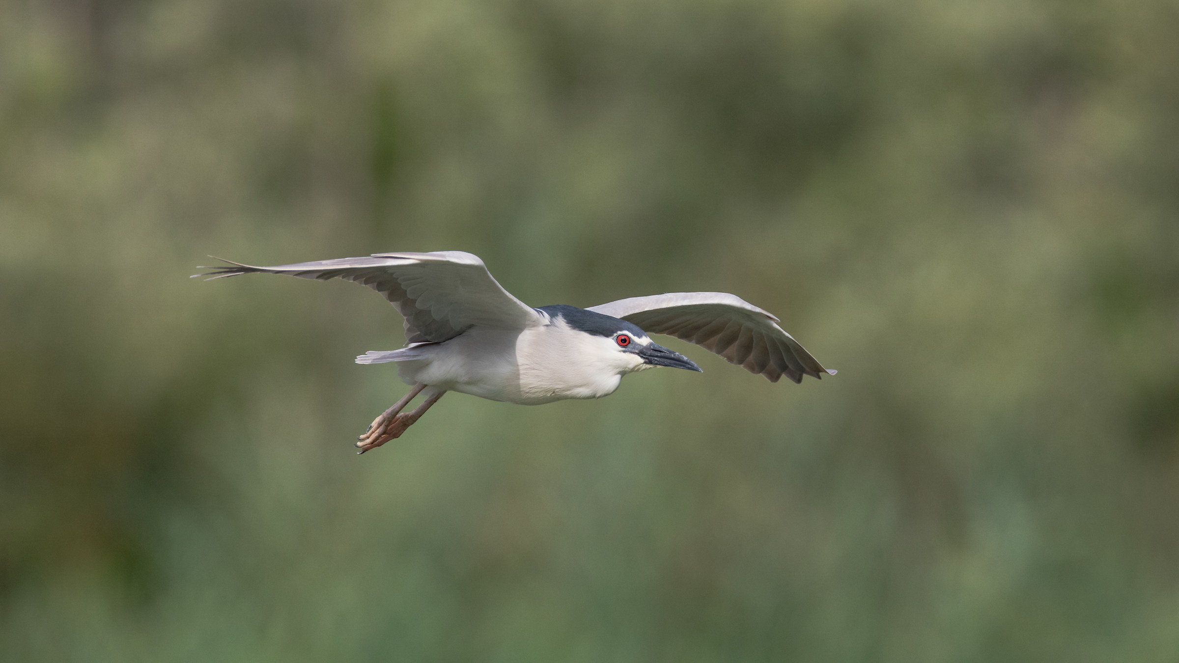 The Nitticora flight