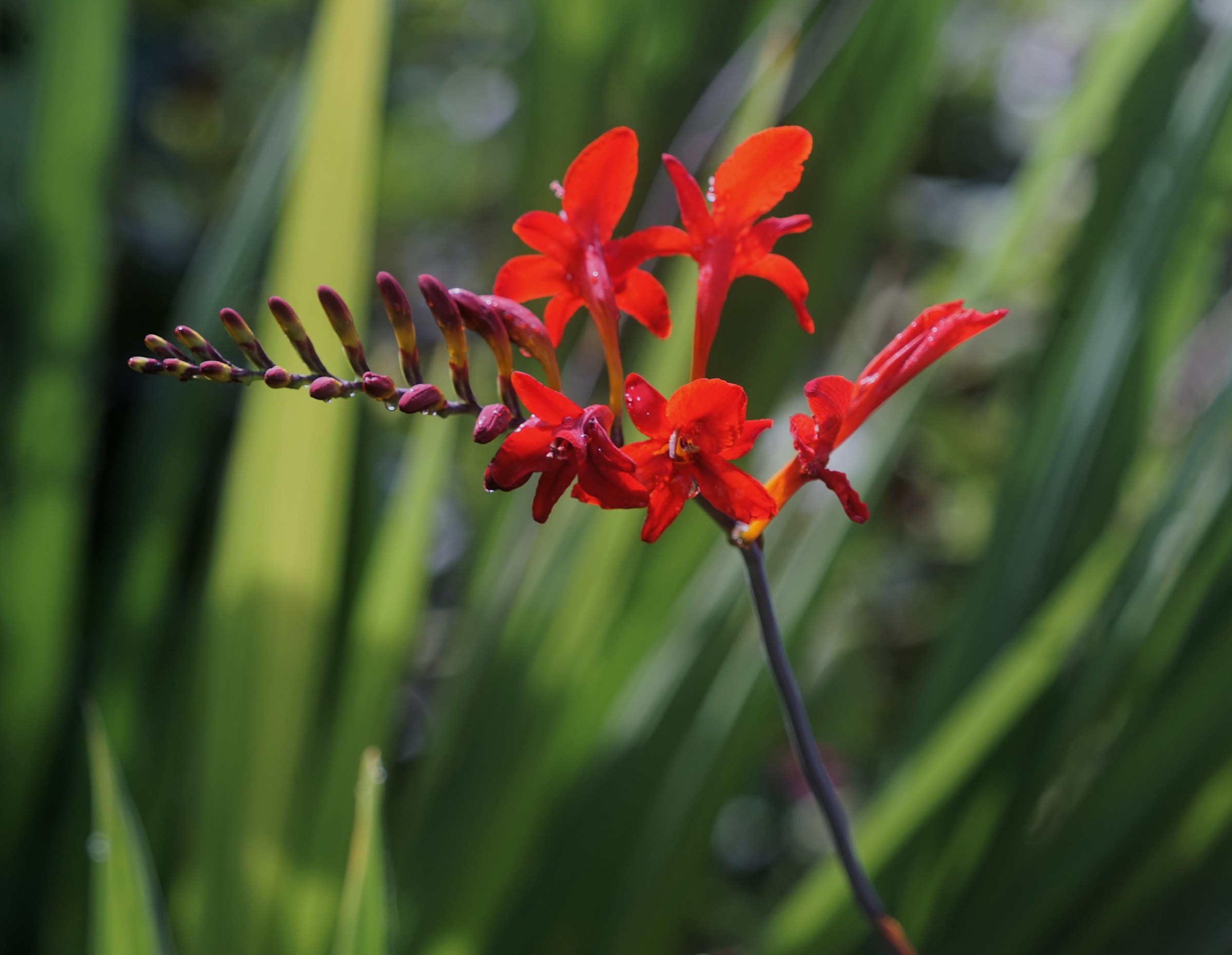 Uno Zeiss è per la vita / Tessar 15cm f/4.5 del 1918