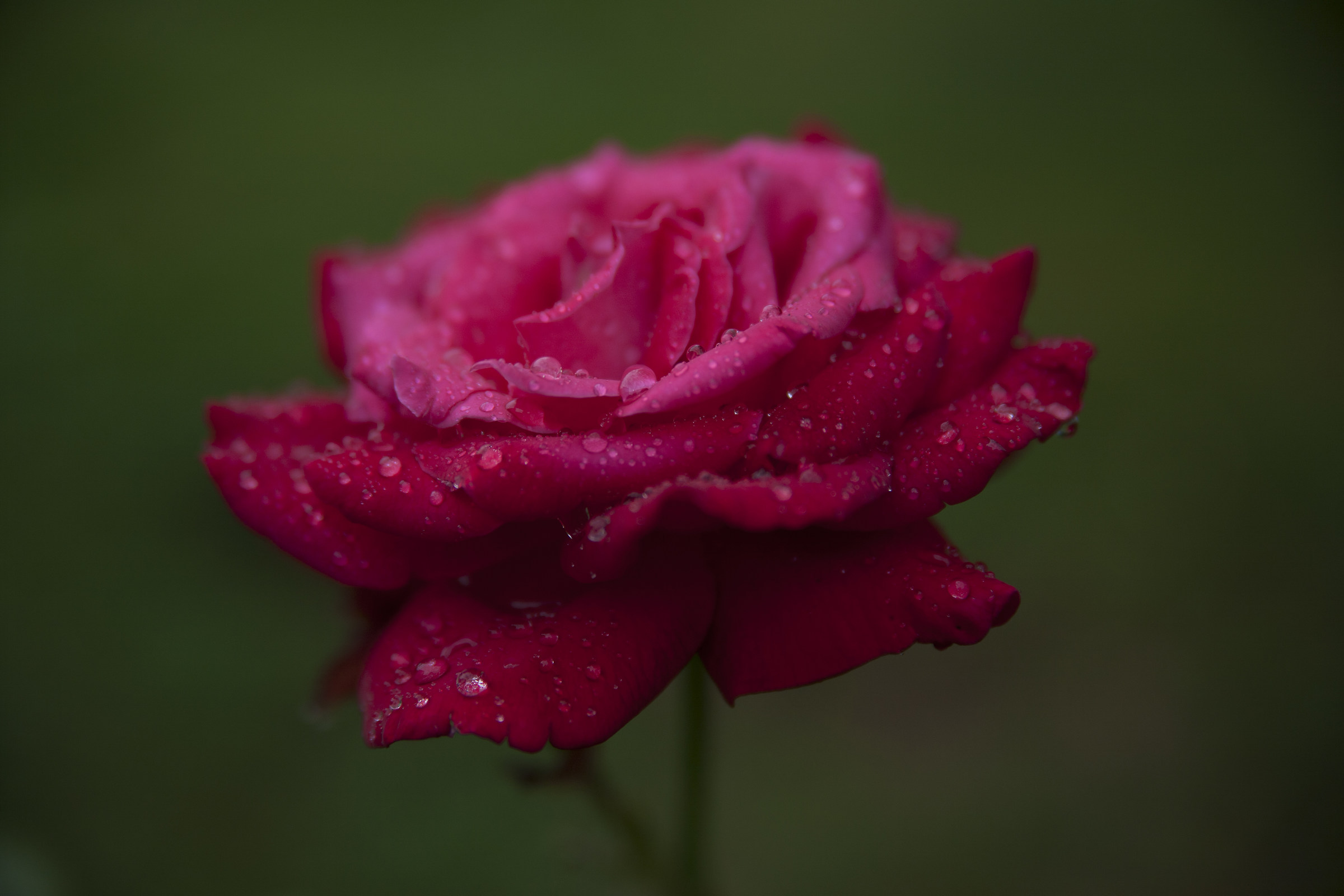 Rose after rain