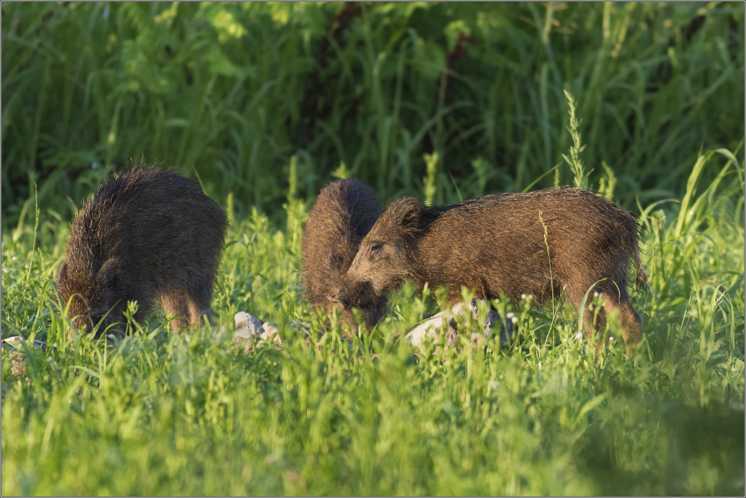 Wild boar at sunset