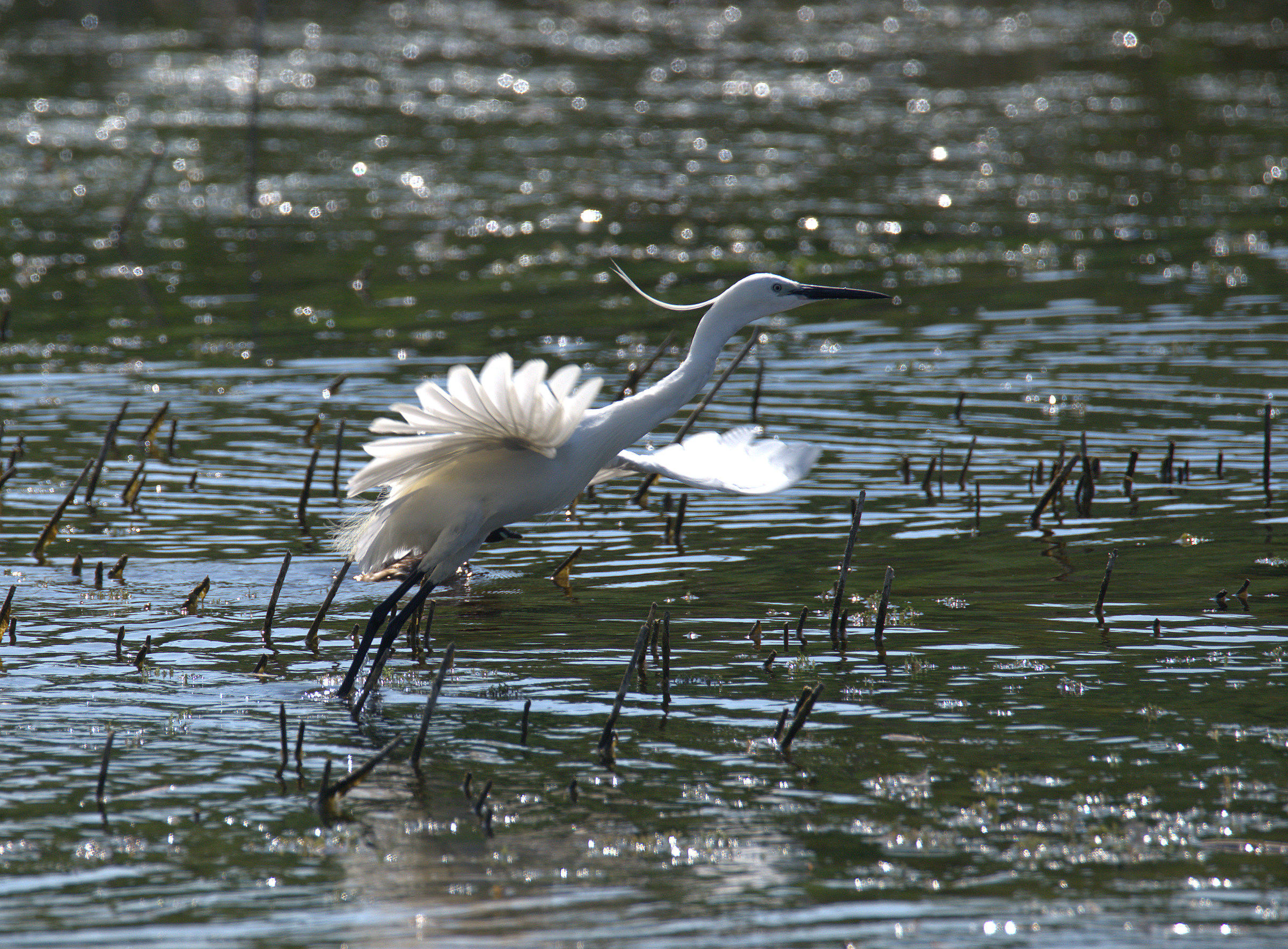 Egret