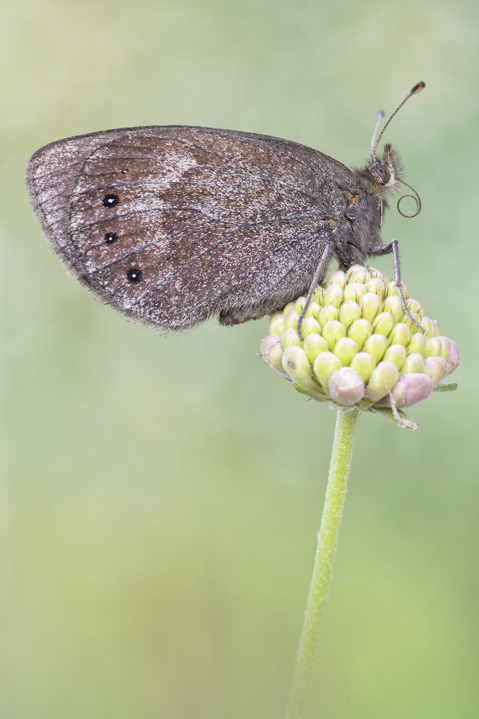 Erebia meolans female