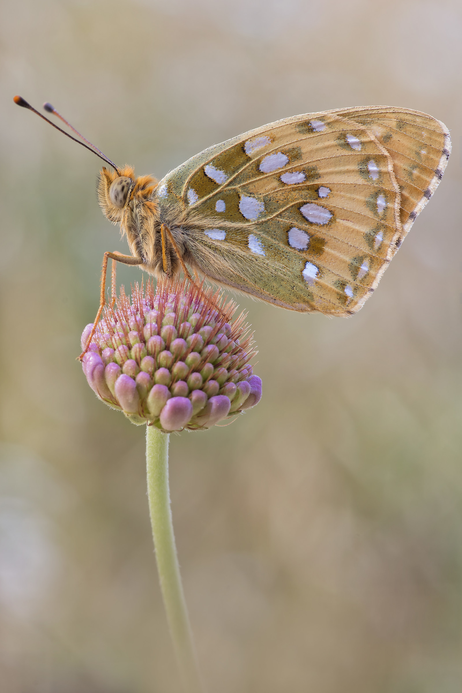 Argynnis aglaja