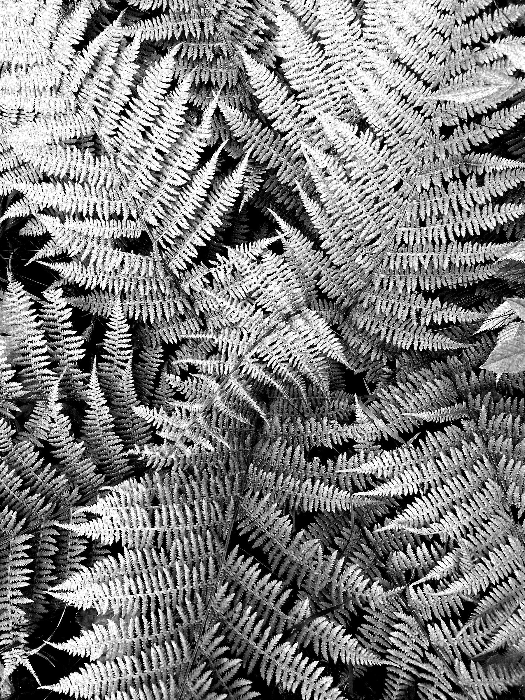 Ferns