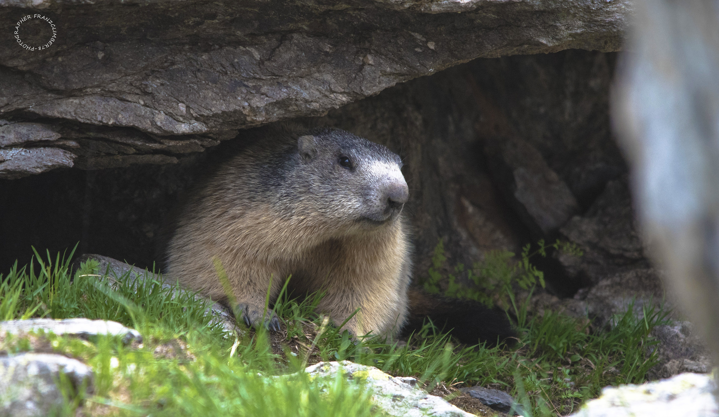 Marmotta