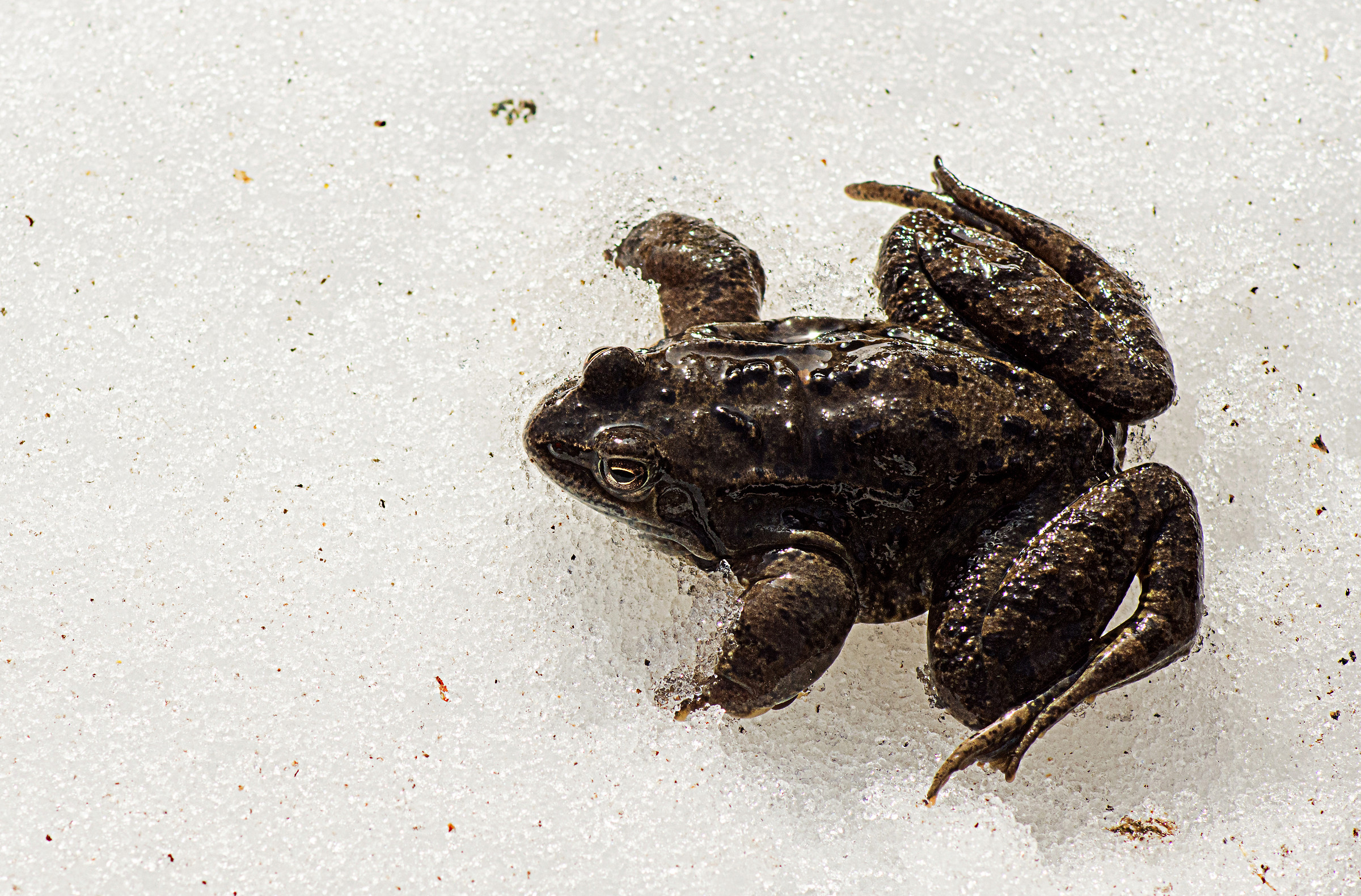 A frog at the end of winter at 1600 meters