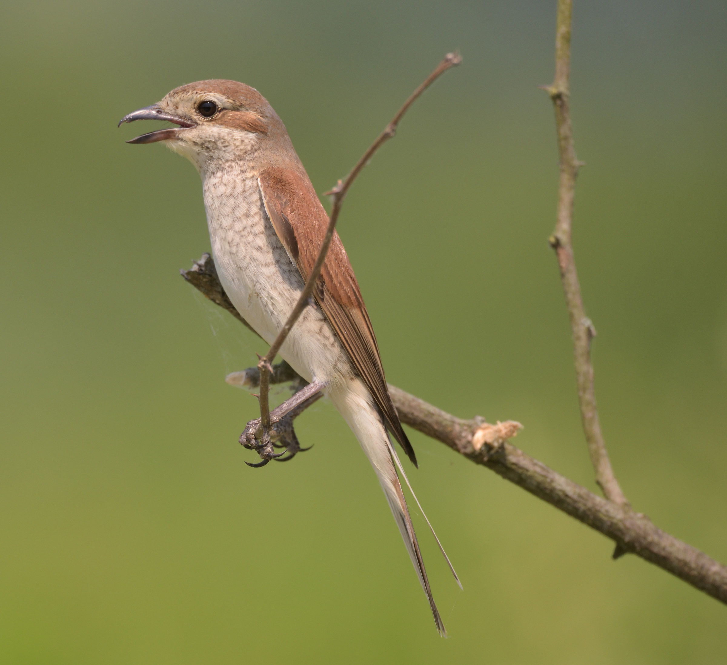 Is it an embarrassment?