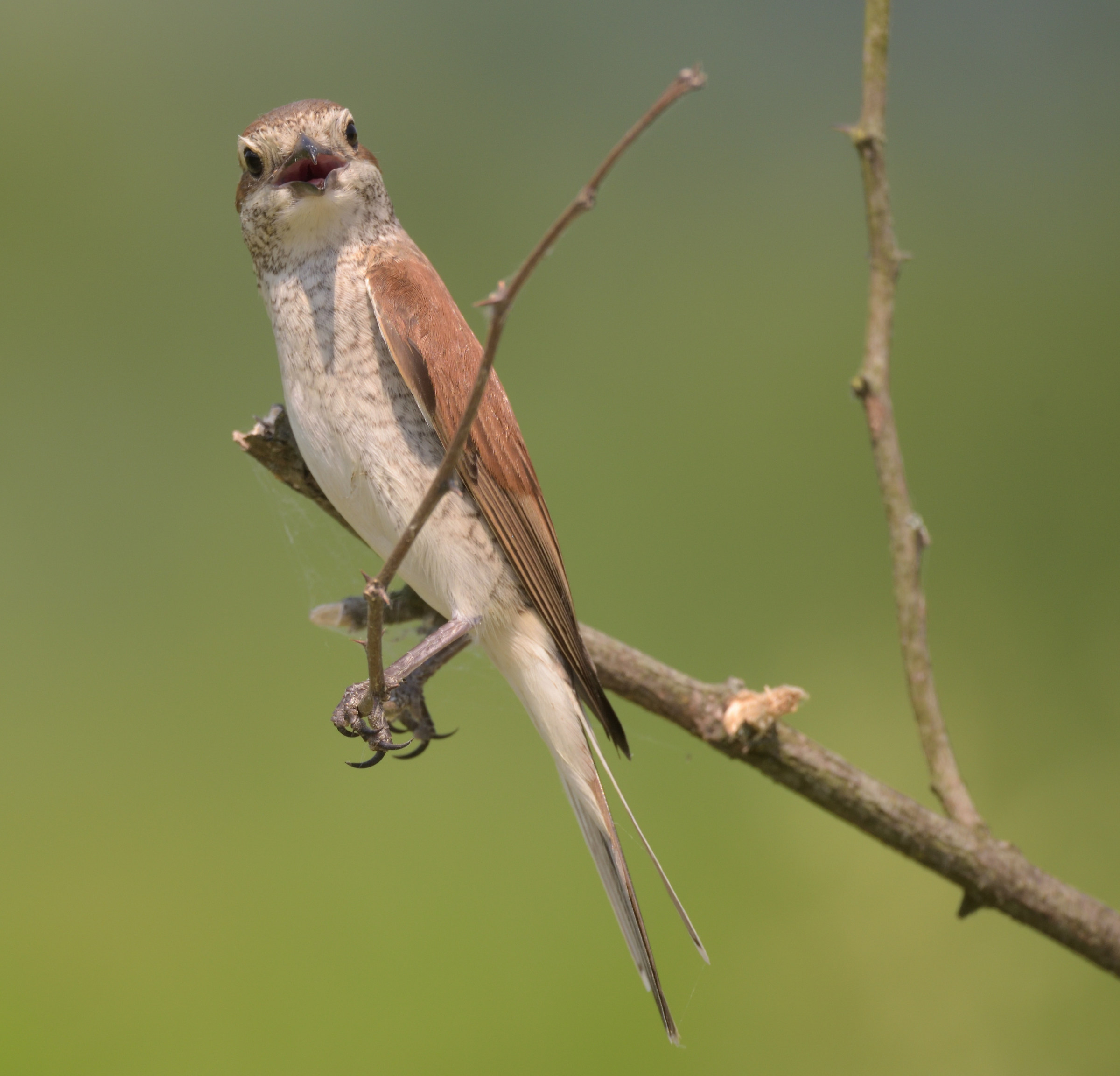 Is it an embarrassment?