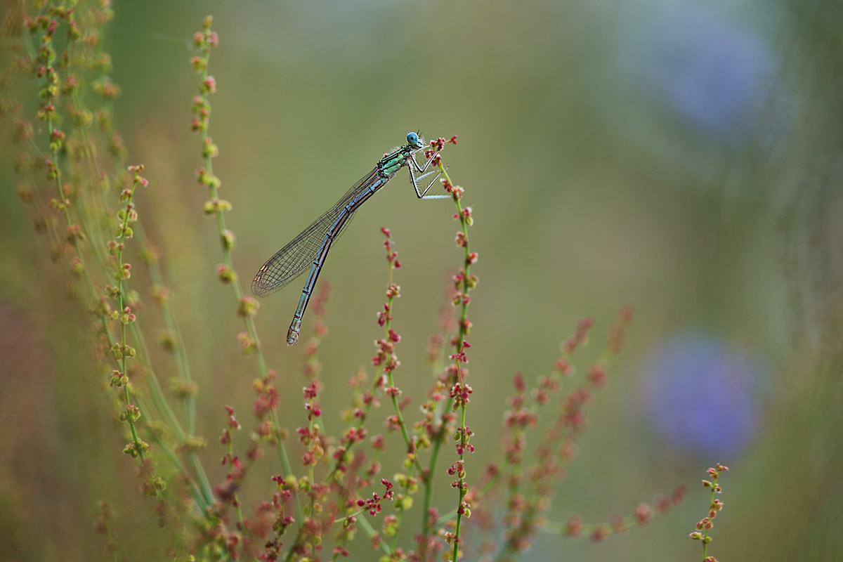 Platcnemis pennipes