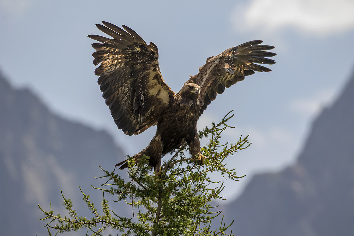 Aquila chrysaetos