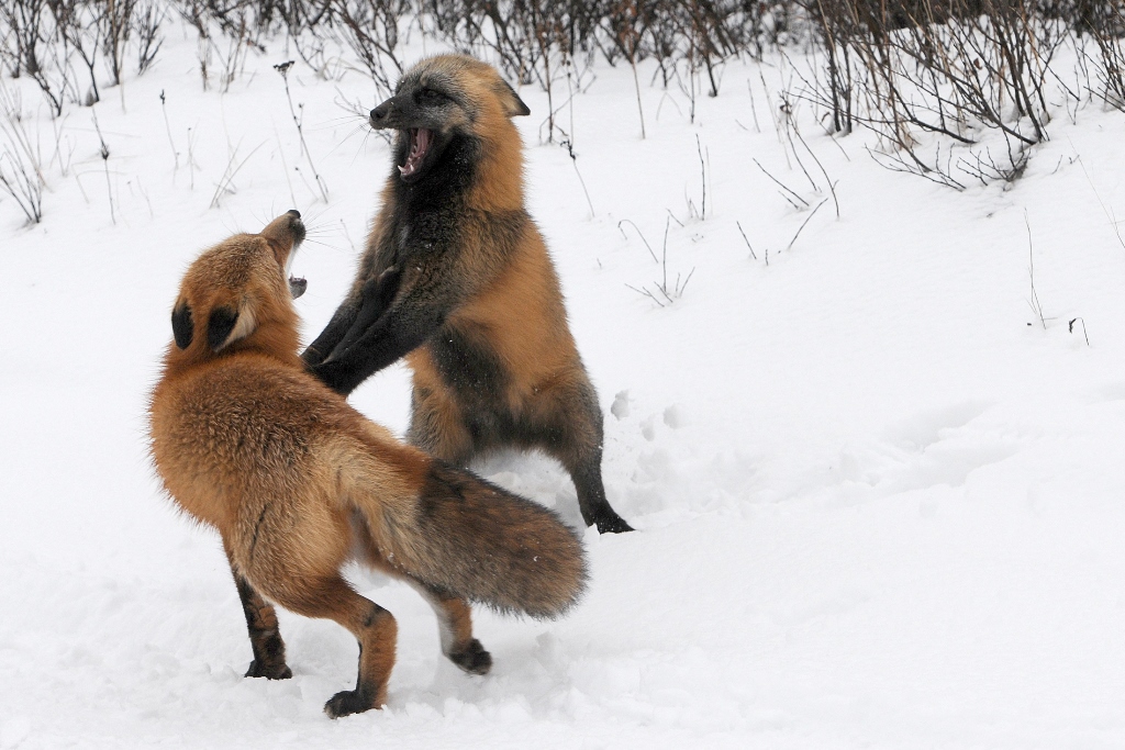 Fighting Foxes