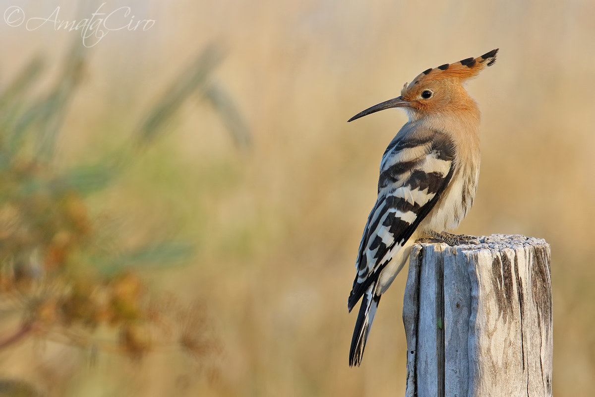 Upupa montata al contrario