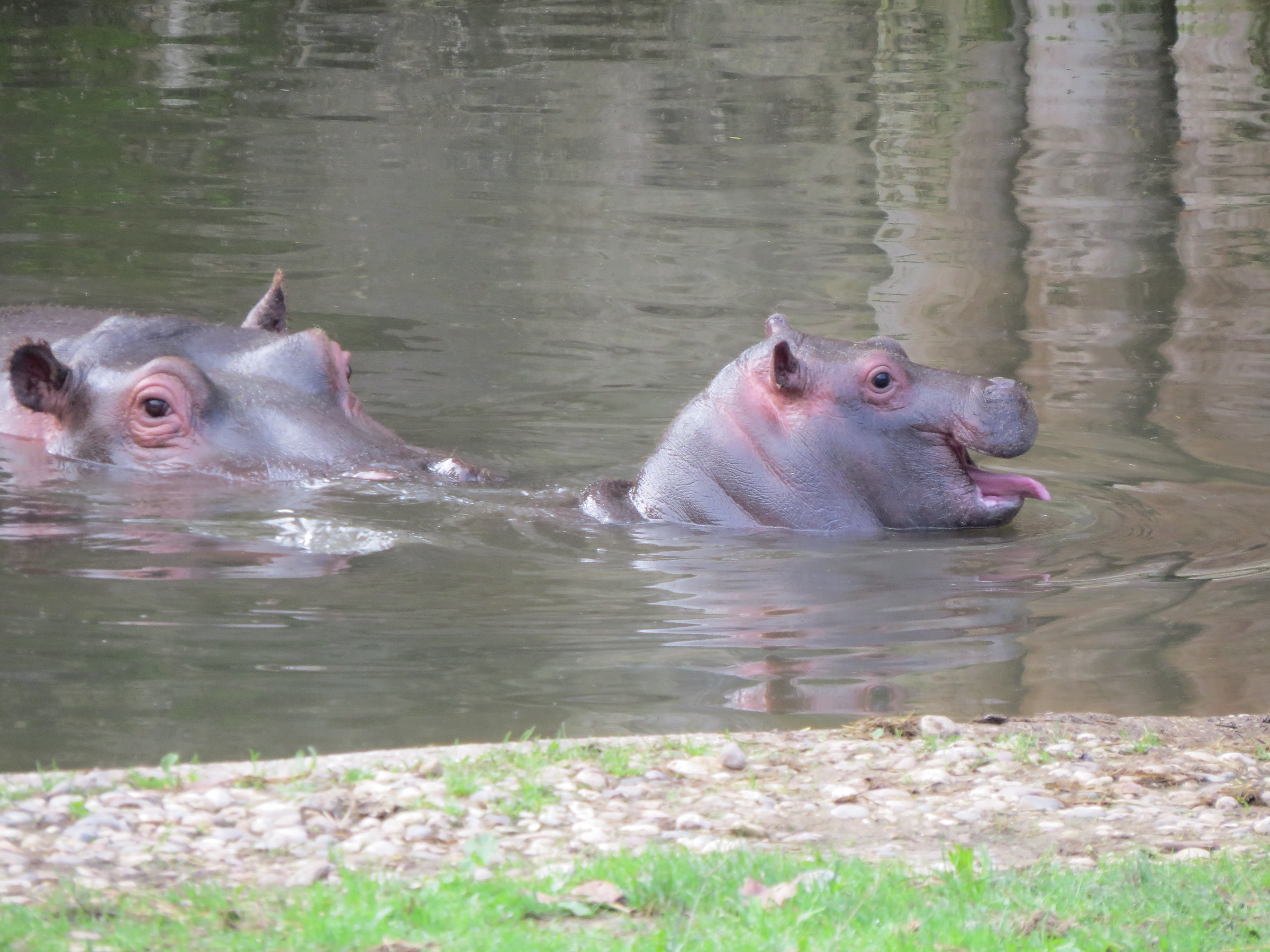 Small hippo