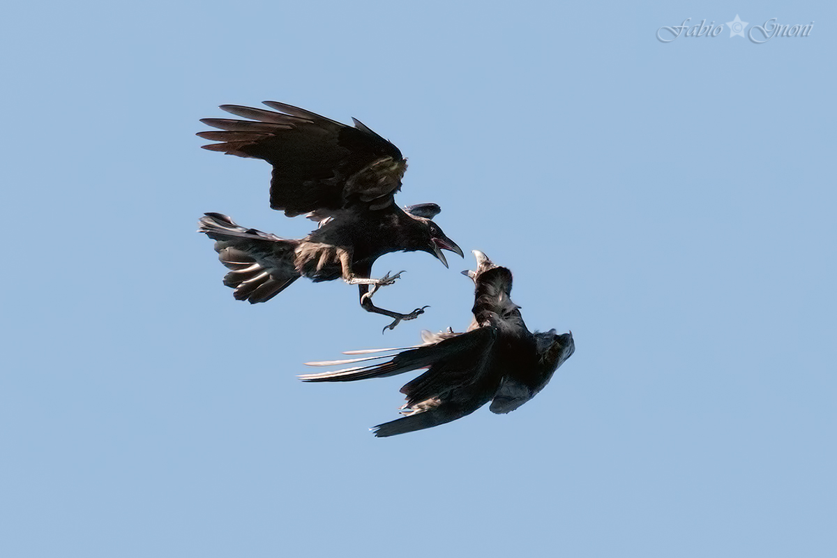 Fighting Ravens