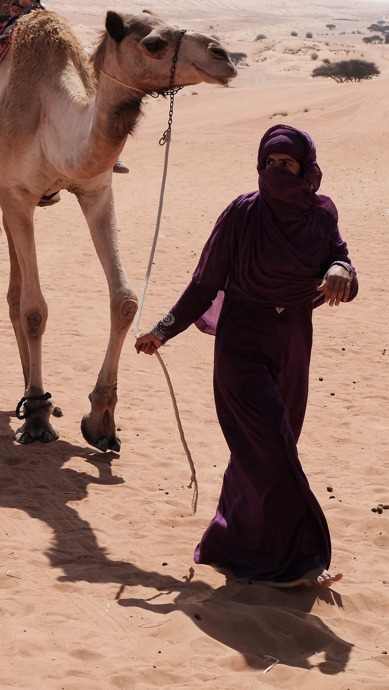 The Rose of the Desert