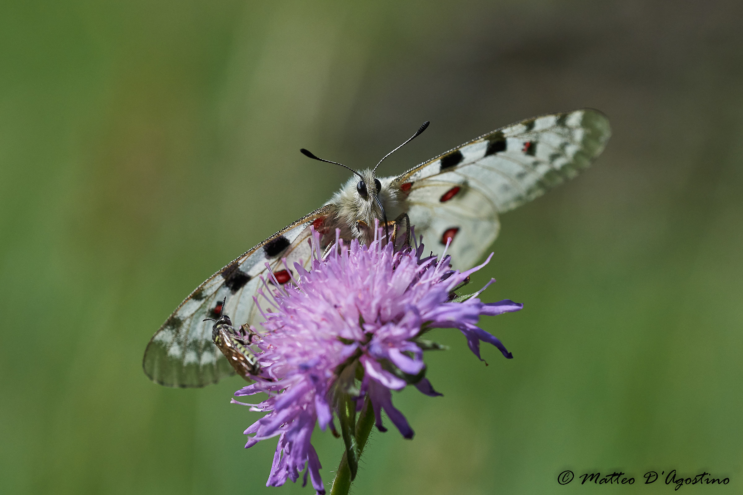 Parnassius apollo
