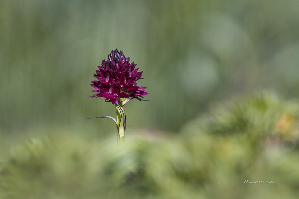 Nigritella nigra subsp. rhellicani