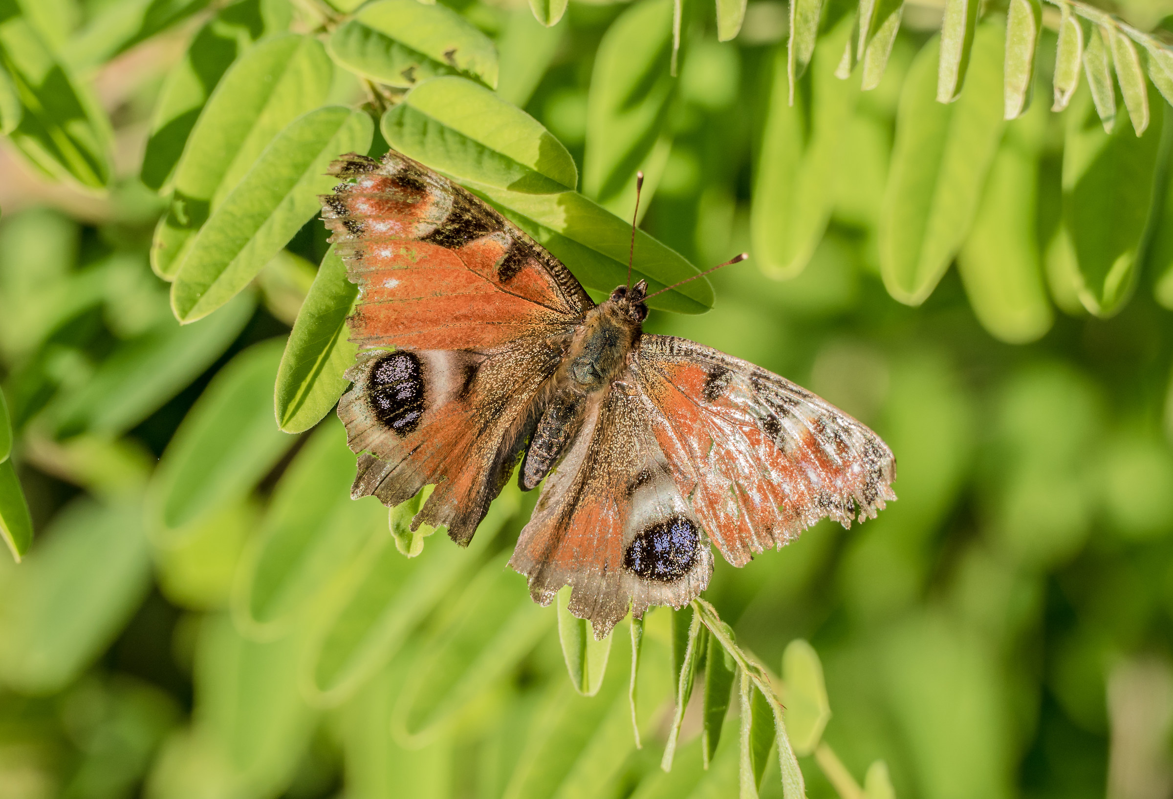 My First Butterfly ... !!!