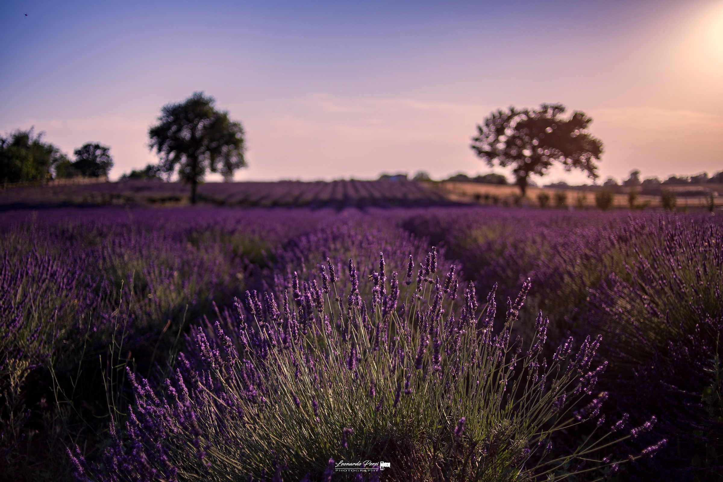 Lavender...