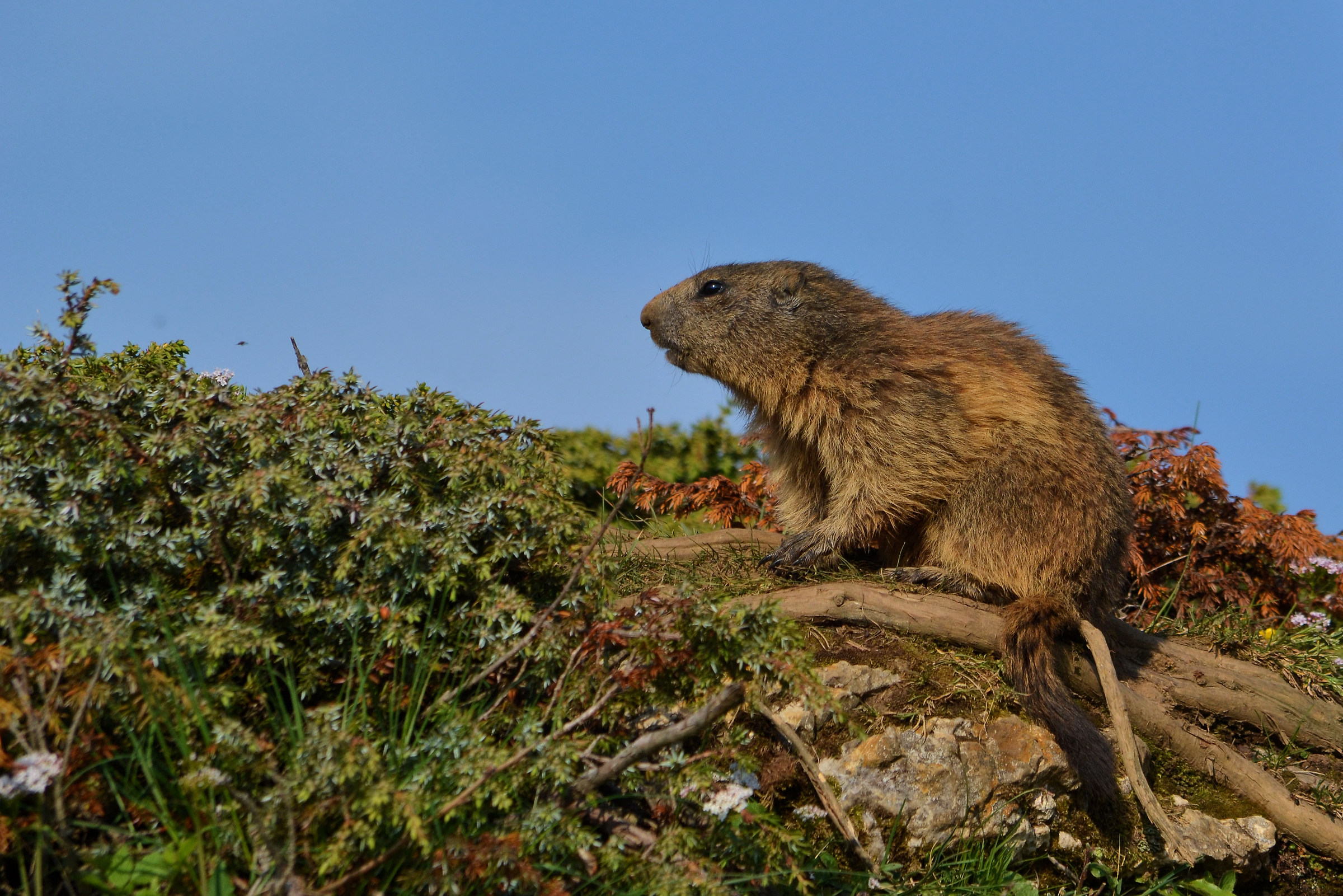 Marmotta