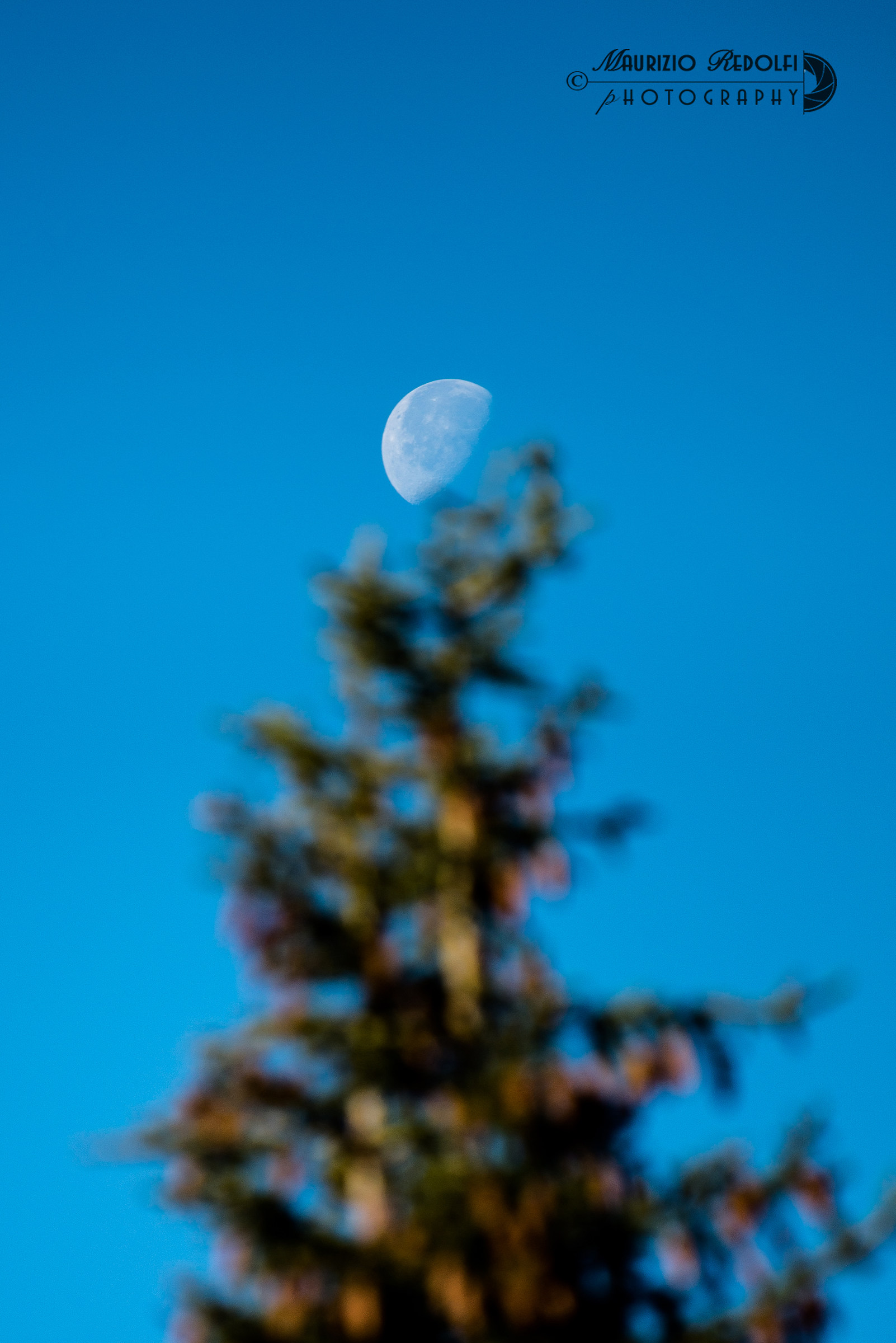 Spunta la luna dal...pino