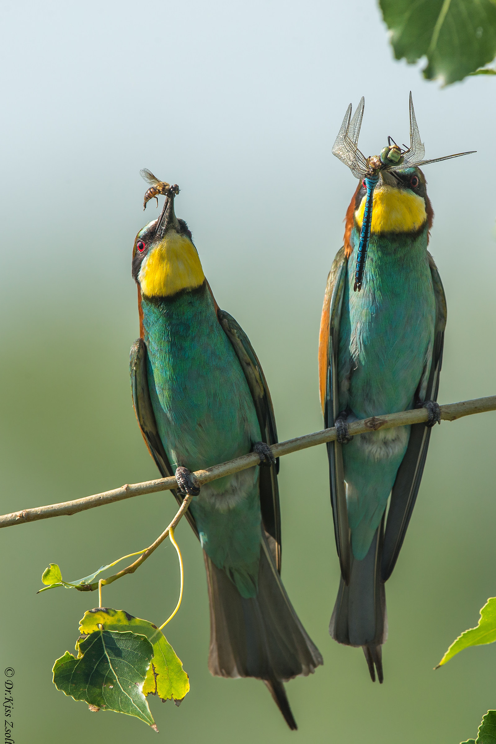La cui colazione è più deliziosa?