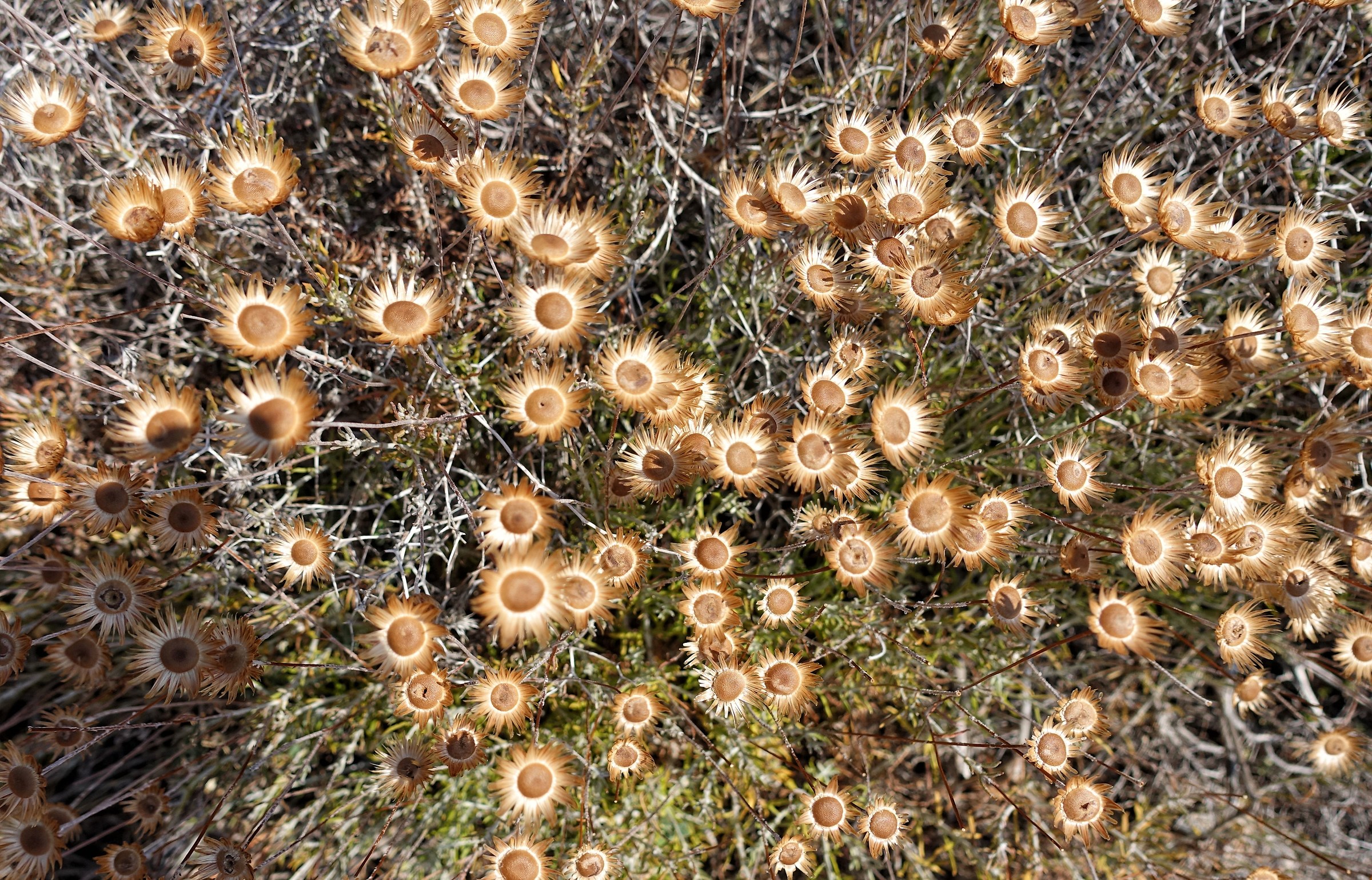 Starry of dried flowers