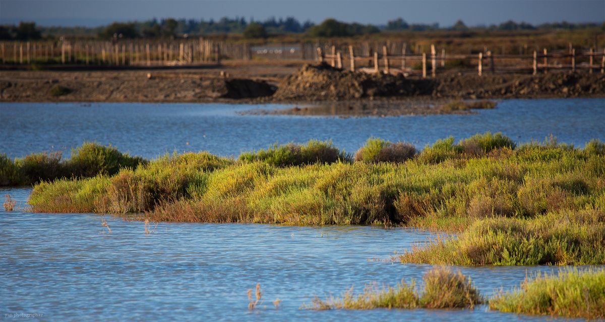view camargue