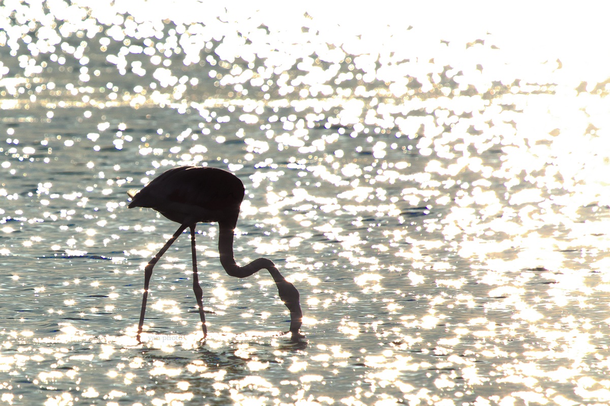 flamingo at sunset - camargue