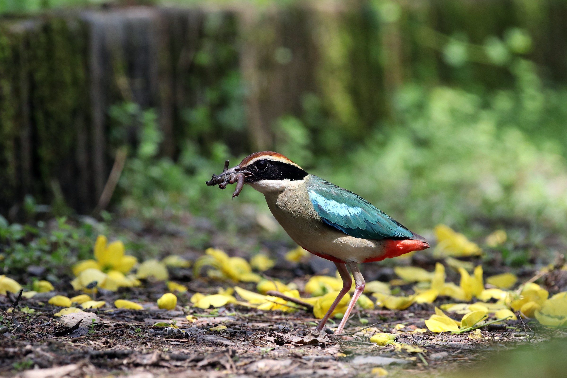 Fairy Pitta