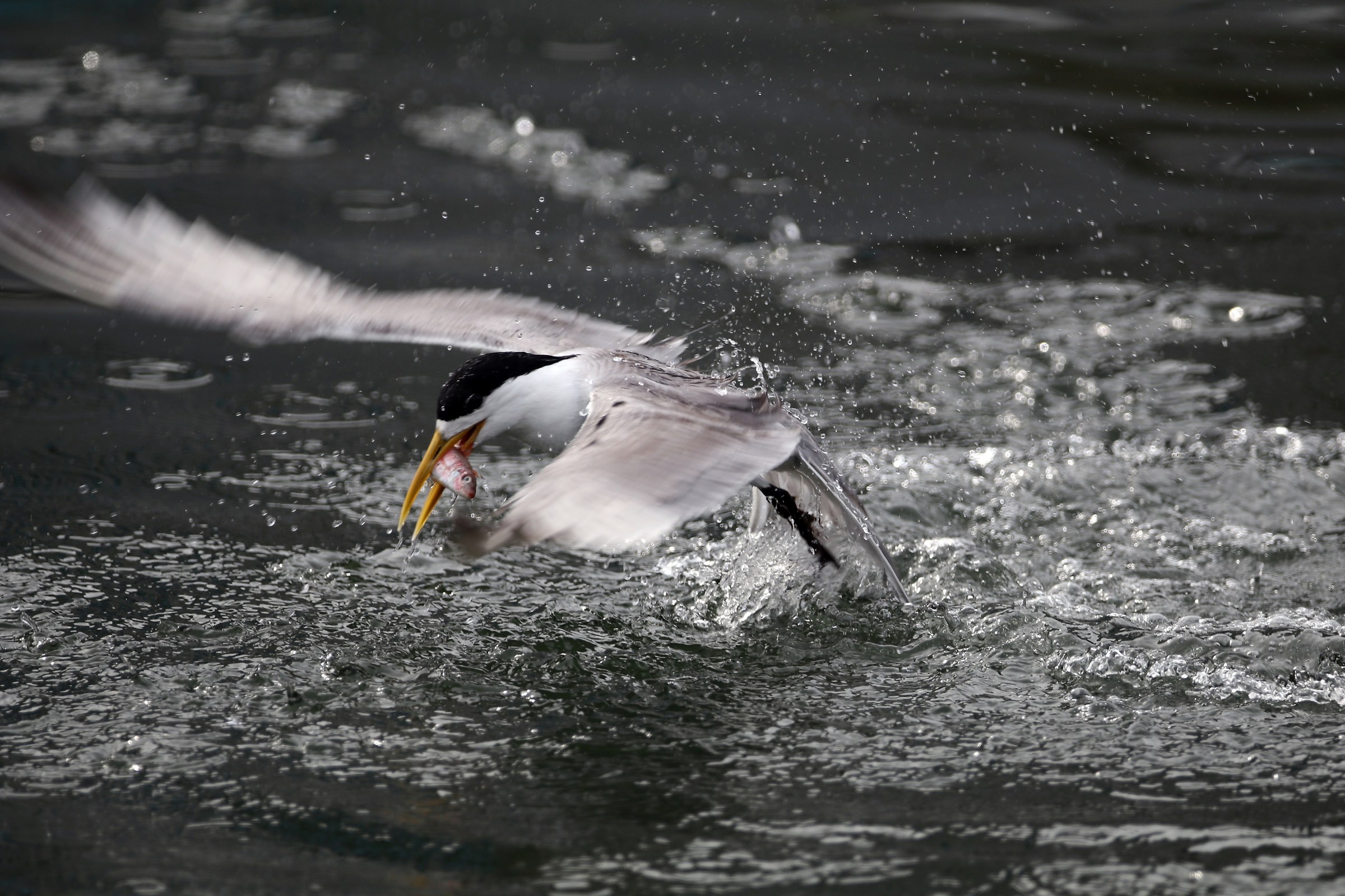 Great Crested Tern