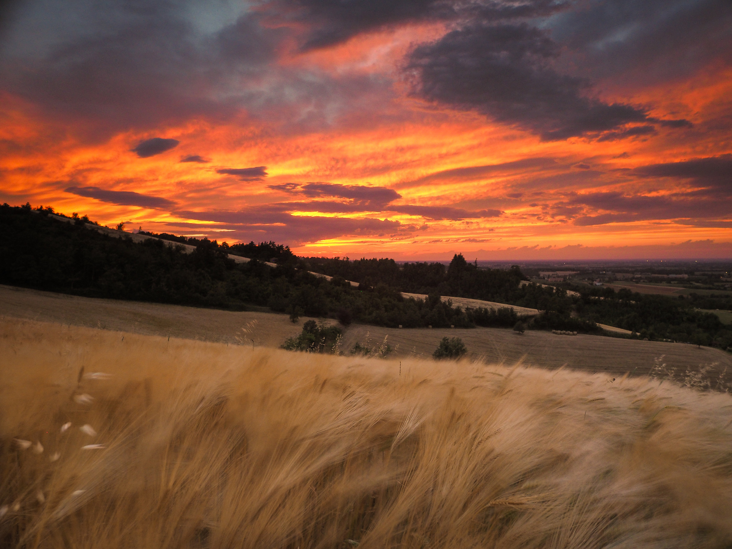 Felice di essere frumento