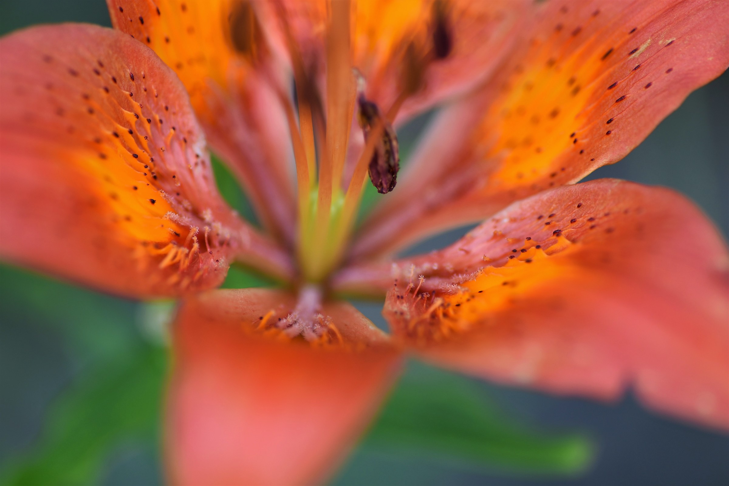 Anche i fiori hanno un'anima