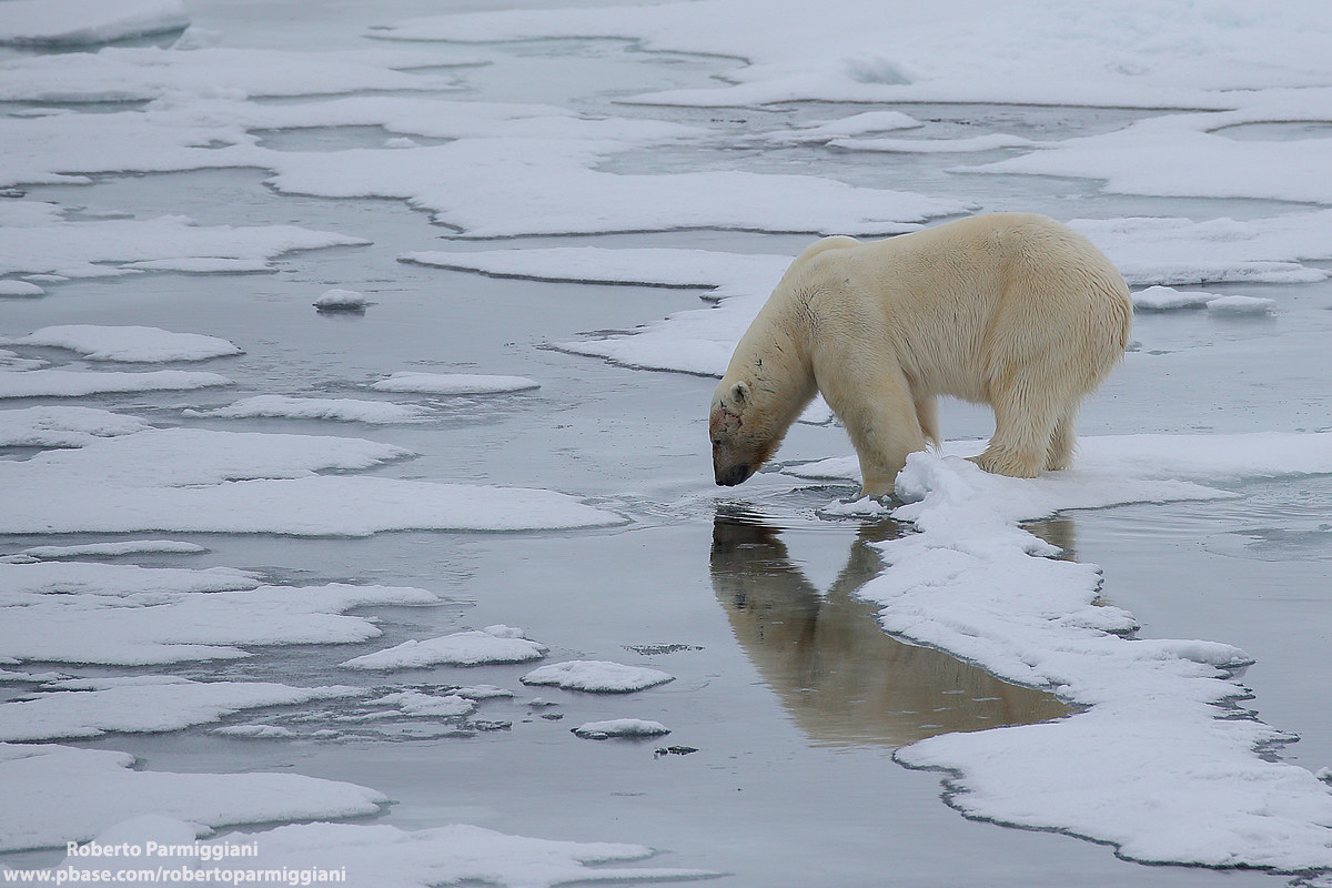 Reflections ... Arctic