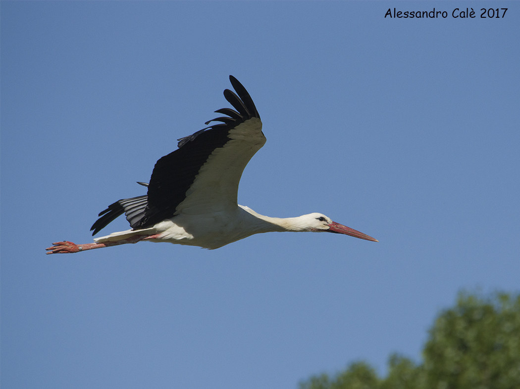 Ciconia ciconia (Cicogna bianca) 7865