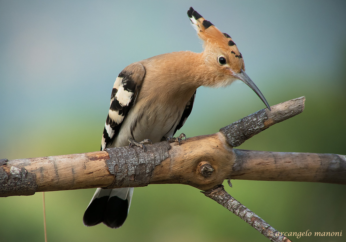 The gentleman with long beak