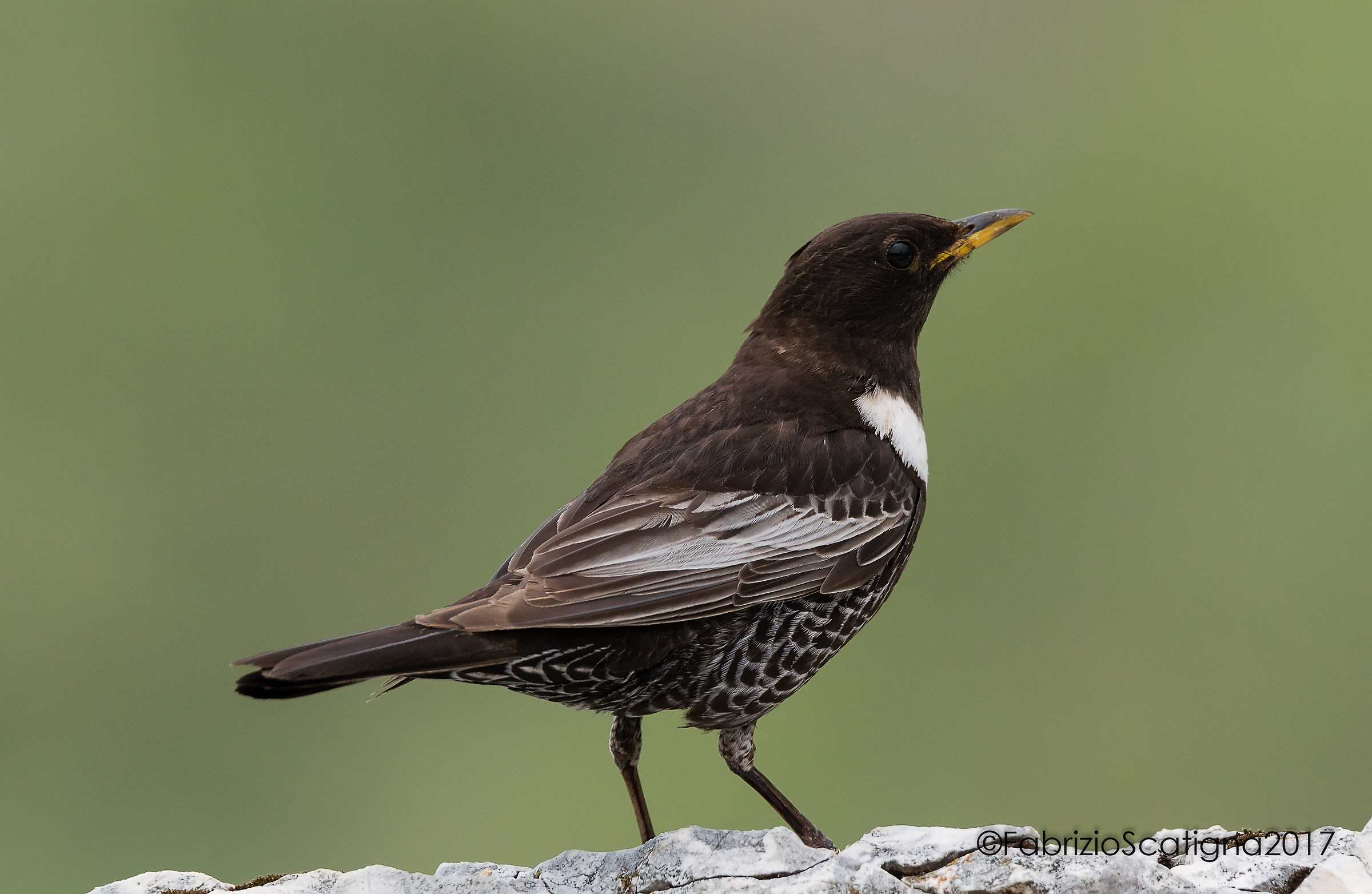 Crap from the collar