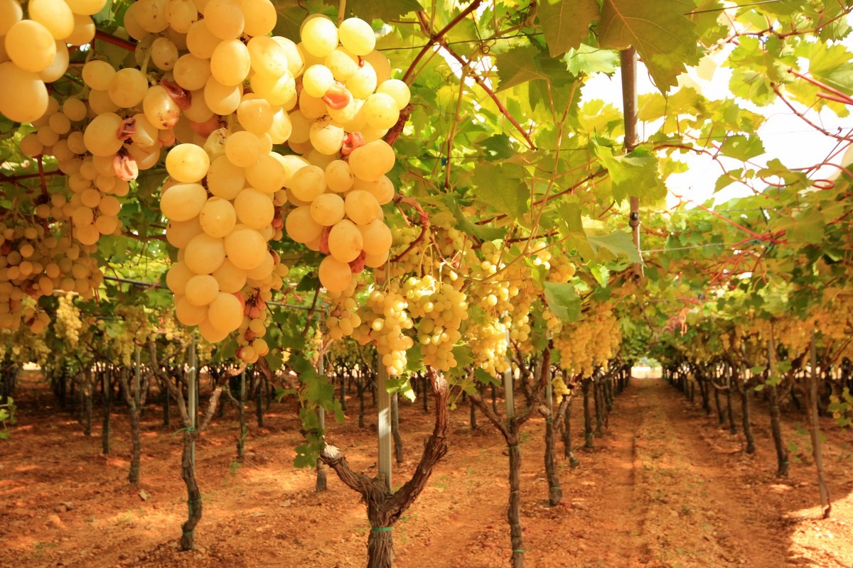 puglia.lavoro dell'uomo